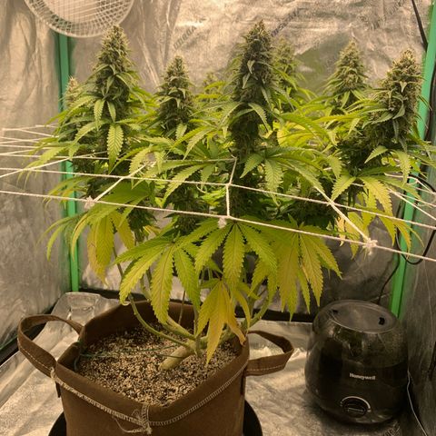 Big Hunk growlog timeline photo