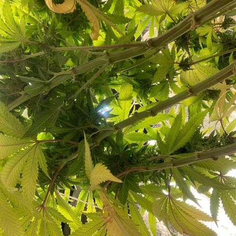 Big Hunk growlog timeline photo