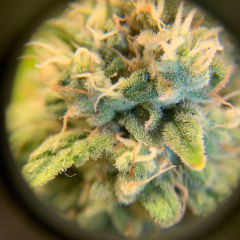 Big Hunk growlog timeline photo