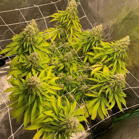 Big Hunk growlog timeline photo
