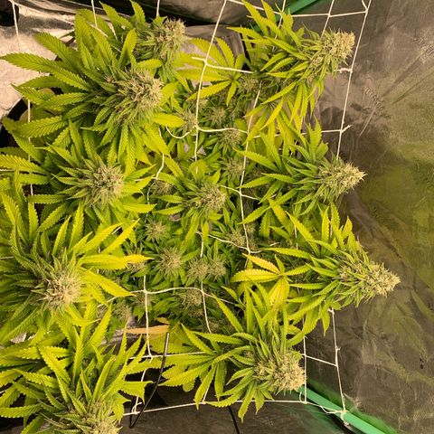 Big Hunk growlog timeline photo