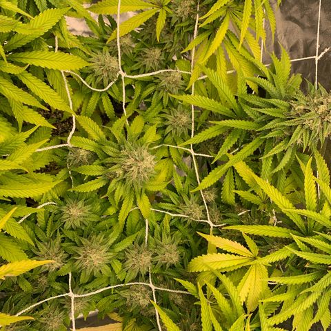 Big Hunk growlog timeline photo