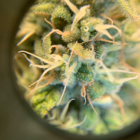 Big Hunk growlog timeline photo
