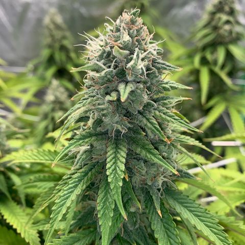 Big Hunk growlog timeline photo