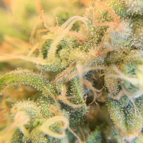 Big Hunk growlog timeline photo