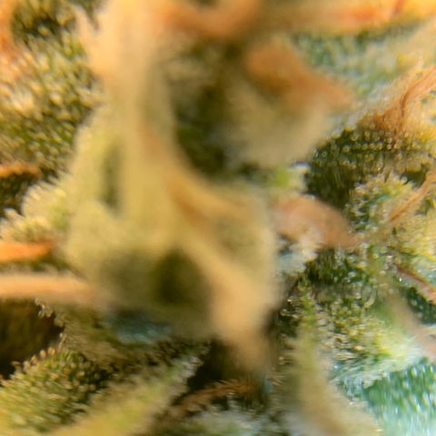 Big Hunk growlog timeline photo