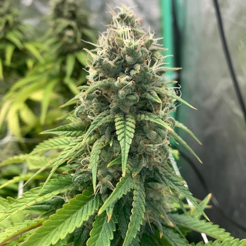 Big Hunk growlog timeline photo