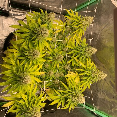 Big Hunk growlog timeline photo