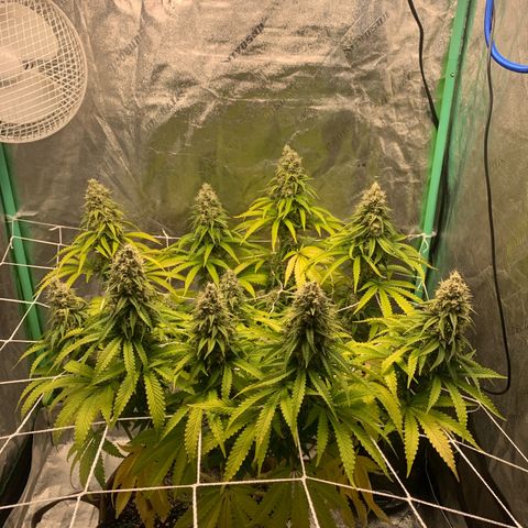 Big Hunk growlog timeline photo
