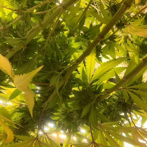 Big Hunk growlog timeline photo
