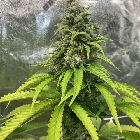 Big Hunk growlog timeline photo