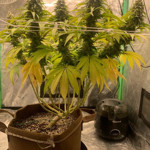 Big Hunk growlog timeline photo