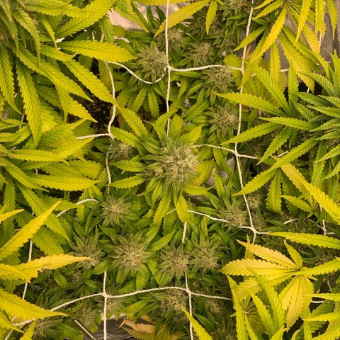 Big Hunk growlog timeline photo