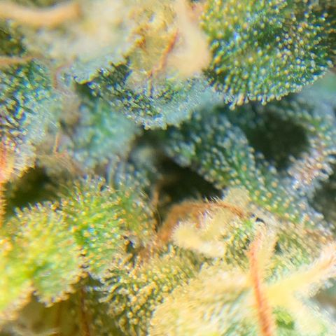 Big Hunk growlog timeline photo
