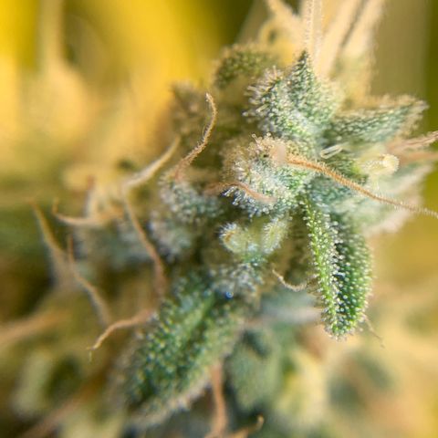 Big Hunk growlog timeline photo