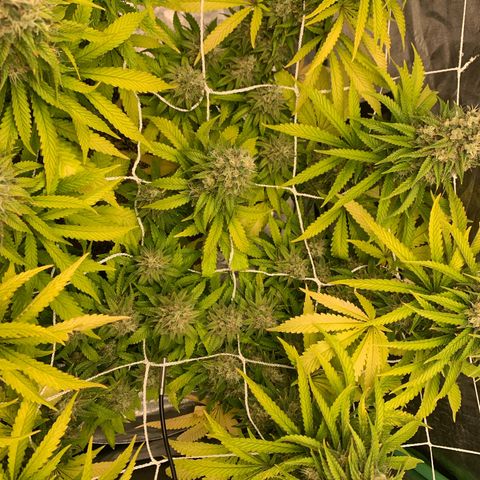 Big Hunk growlog timeline photo