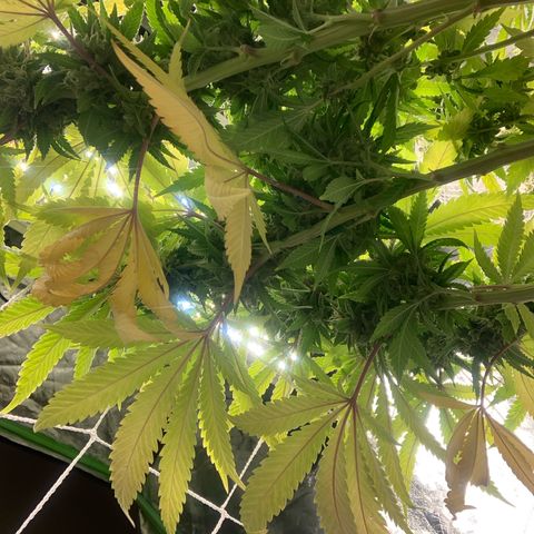 Big Hunk growlog timeline photo