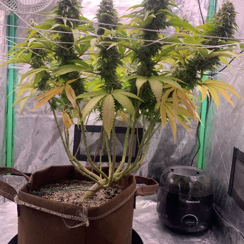 Big Hunk growlog timeline photo