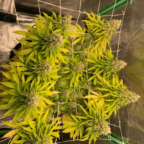 Big Hunk growlog timeline photo
