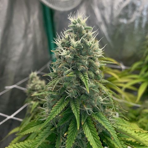Big Hunk growlog timeline photo