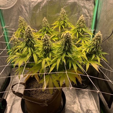 Big Hunk growlog timeline photo