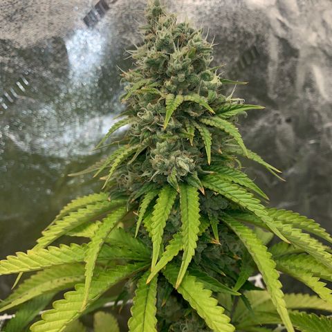 Big Hunk growlog timeline photo