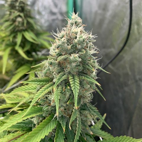 Big Hunk growlog timeline photo