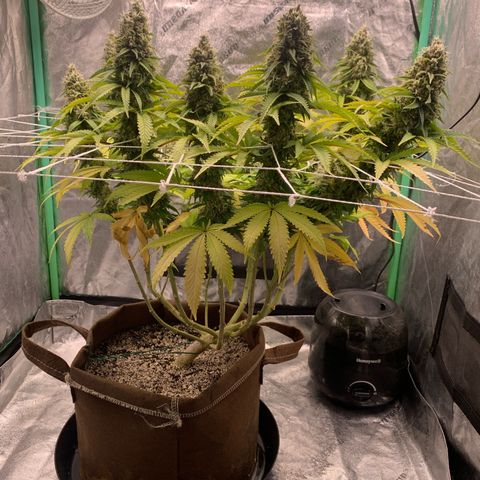 Big Hunk growlog timeline photo