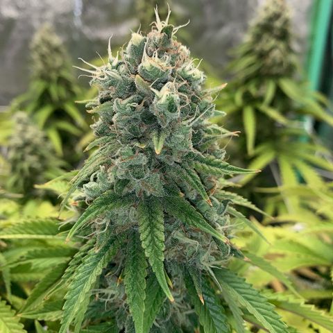 Big Hunk growlog timeline photo