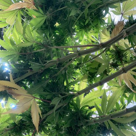 Big Hunk growlog timeline photo