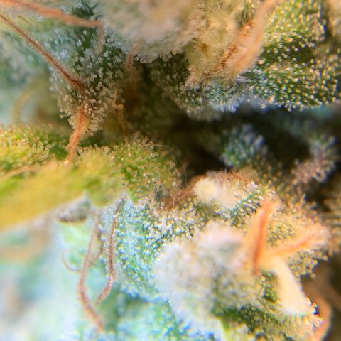 Big Hunk growlog timeline photo