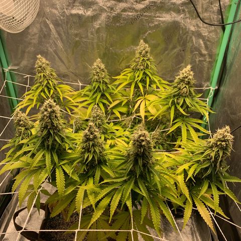 Big Hunk growlog timeline photo