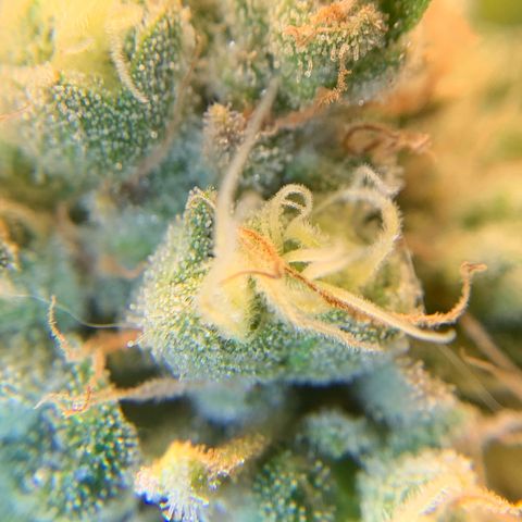 Big Hunk growlog timeline photo