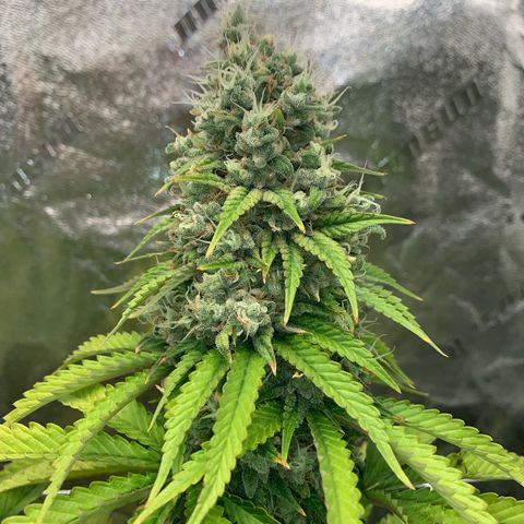 Big Hunk growlog timeline photo