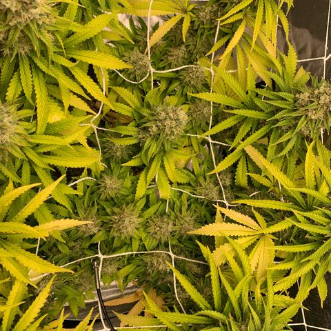 Big Hunk growlog timeline photo