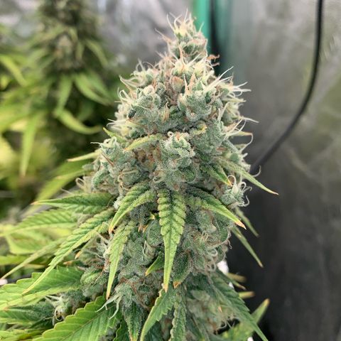 Big Hunk growlog timeline photo