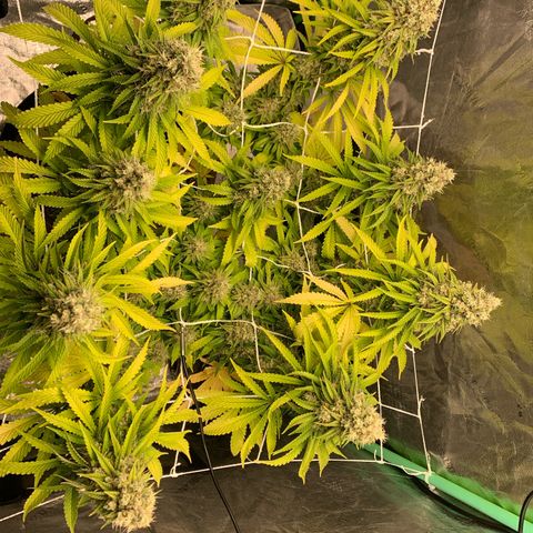 Big Hunk growlog timeline photo