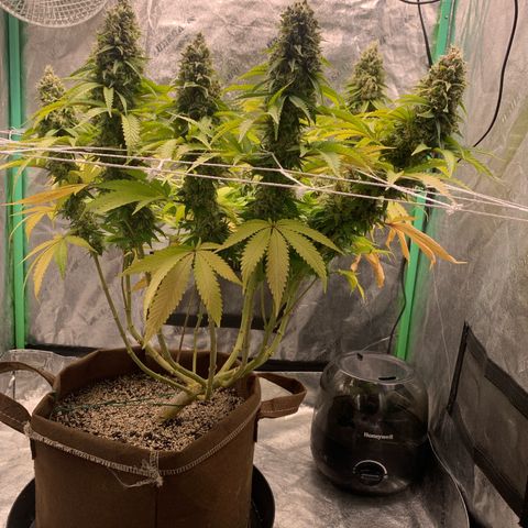 Big Hunk growlog timeline photo