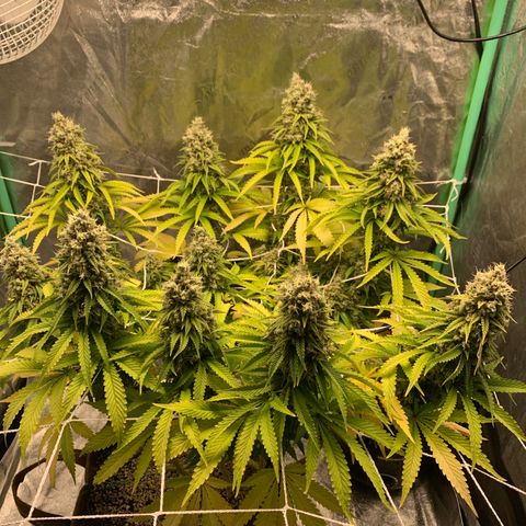 Big Hunk growlog timeline photo