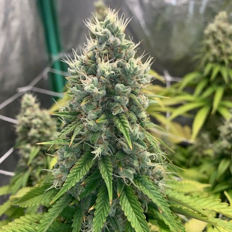 Big Hunk growlog timeline photo