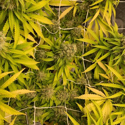 Big Hunk growlog timeline photo