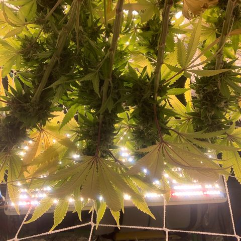 Big Hunk growlog timeline photo