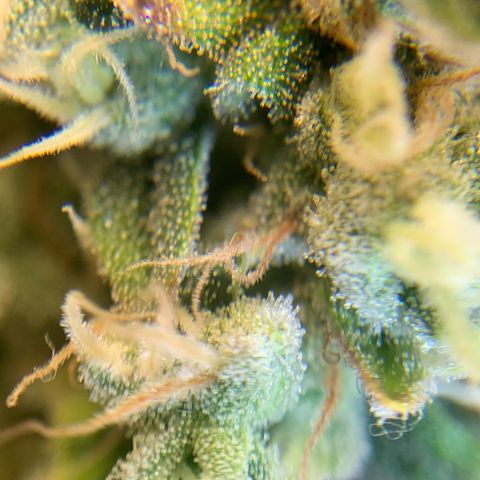 Big Hunk growlog timeline photo
