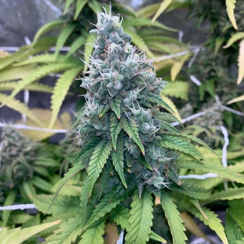 Big Hunk growlog timeline photo