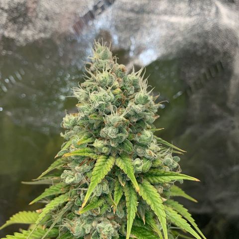 Big Hunk growlog timeline photo
