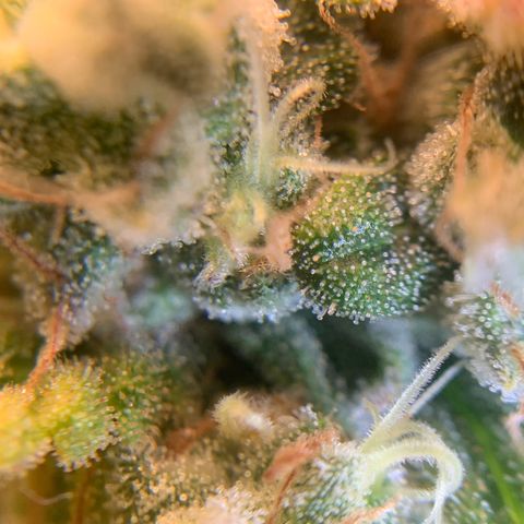 Big Hunk growlog timeline photo