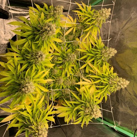 Big Hunk growlog timeline photo