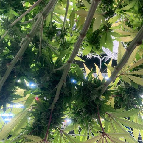 Big Hunk growlog timeline photo