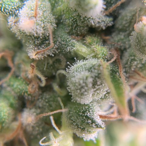 Big Hunk growlog timeline photo
