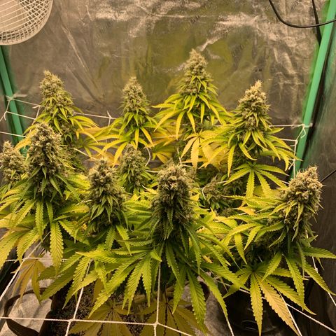 Big Hunk growlog timeline photo